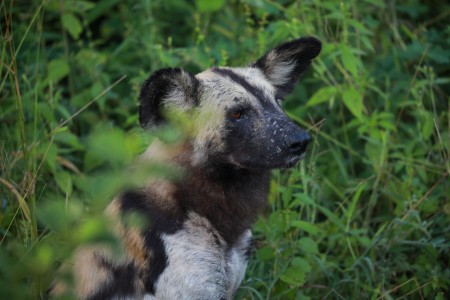 Wilde Honden South Luangwa Zambia Crafted Africa Mike Varndell