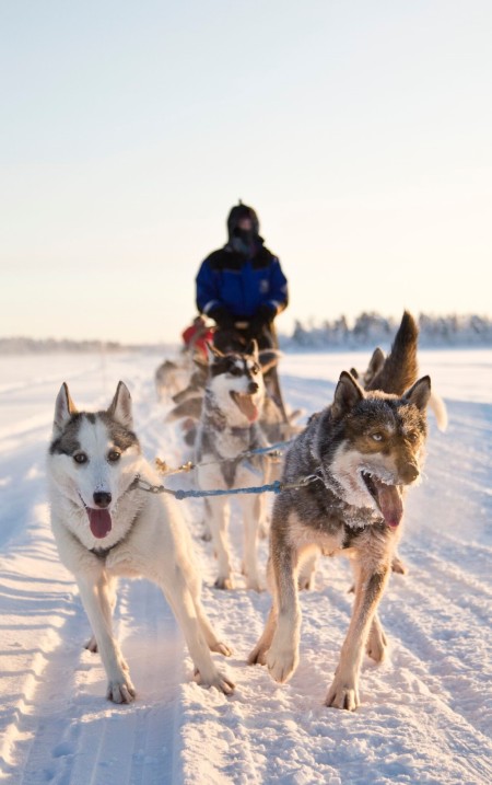 Wilderness Hotels Hondensledetocht Ivalo1