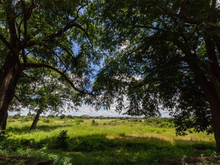 Wildlife Camp Zambia 8