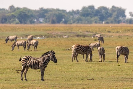 Zebra Chobe Suid Afrika Reise