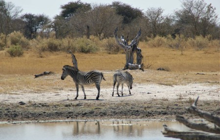 Zebra Moremi Suid Afrika Reise