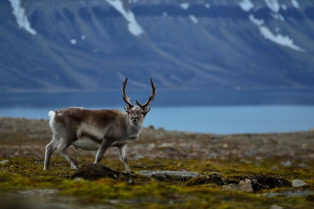 Zeilreis Door Isfjorden Noorderlicht Benjamin Sauer