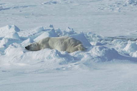 Zeilreis Spitsbergen Rond Noorderlicht 1