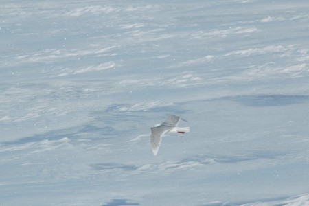 Zeilreis Spitsbergen Rond Noorderlicht 2