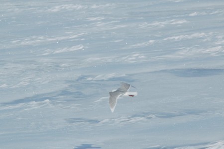 Zeilreis Spitsbergen Rond Noorderlicht 2