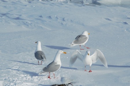 Zeilreis Spitsbergen Rond Noorderlicht 3