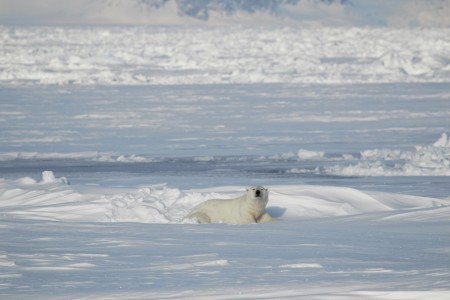 Zeilreis Spitsbergen Rond Noorderlicht 4