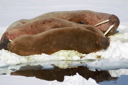 Zeilreis Spitsbergen Rond Noorderlicht 5