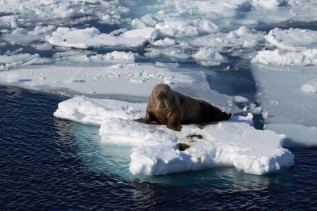 Zeilreis Spitsbergen Rond Noorderlicht 6