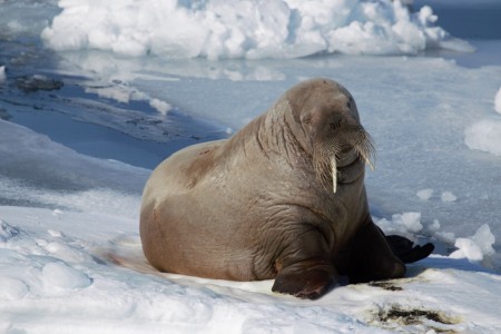 Zeilreis Spitsbergen Rond Noorderlicht 7