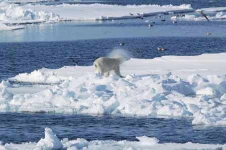 Zeilreis Spitsbergen Rond Noorderlicht 8