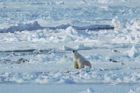 Zeilreis Spitsbergen Rond Noorderlicht