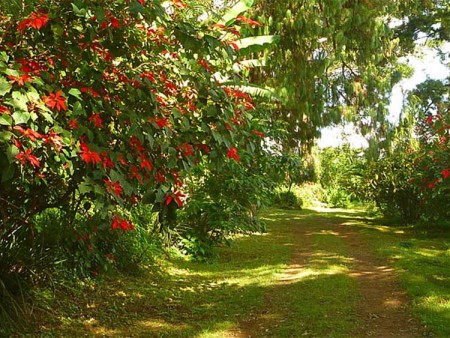 Zomba Forest Lodge Malawi 1