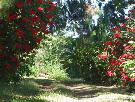 Zomba Forest Lodge Malawi 10