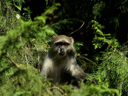 Zomba Forest Lodge Malawi 11