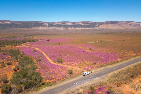 Zuid Afrika Drone Paarse Bloemen Ramon Lucas
