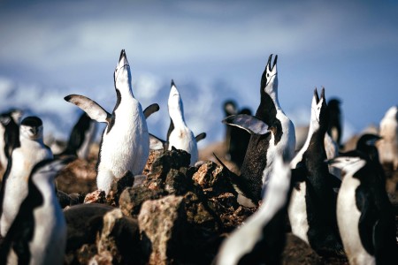 Zuid Georgie Antarctica Pinguin Safari Quark Expeditions   Chinstrap Penguins   Antarctica   Credit David