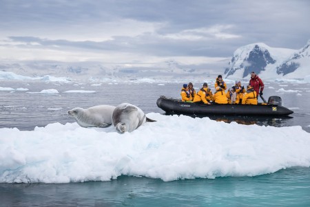 Zuid Georgie Antarctica Pinguin Safari Quark Expeditions   Crabeater Seals   Antarctica   Credit Acacia Johnson