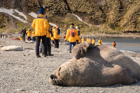 Zuid Georgie Antarctica Pinguin Safari Quark Expeditions   Elephant Seal   St Andrews Bay South Georgia   Credit Acacia Johnson