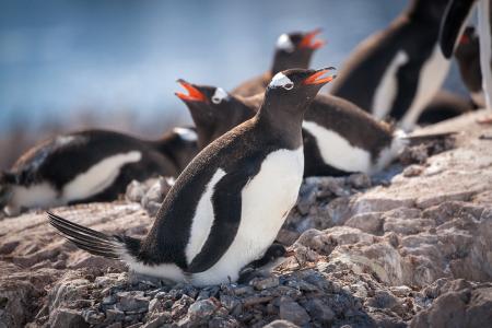 Zuidpool Expeditie QuarkExpeditions Gentoo Penguins Neko Harbour Acaciajohnson 1